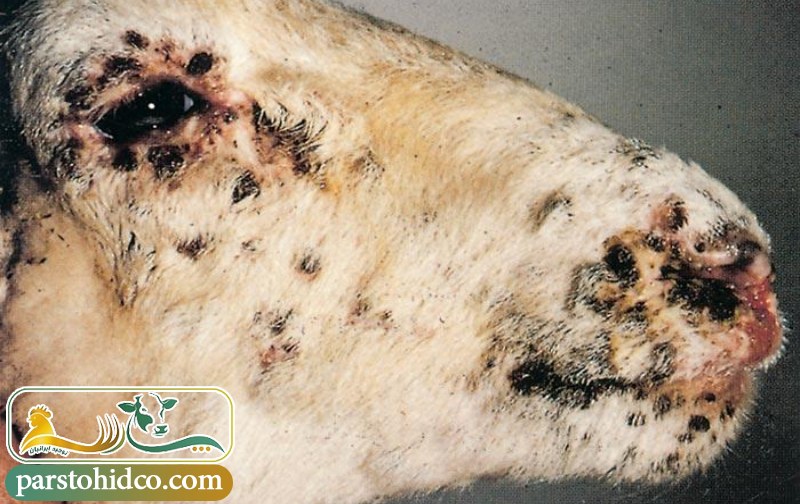 علائم آبله گوسفندی 